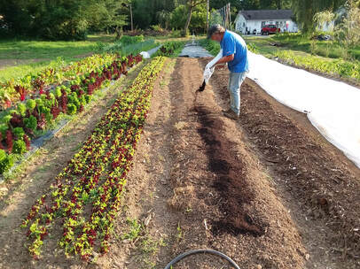 applying compost to garden beds