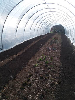 topsoil applied to beds in a high tunnel